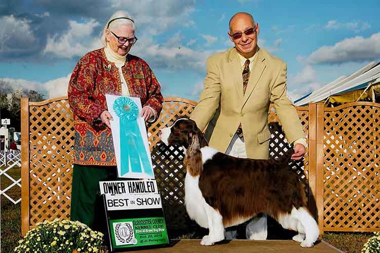 springer spaniel for sale done deal